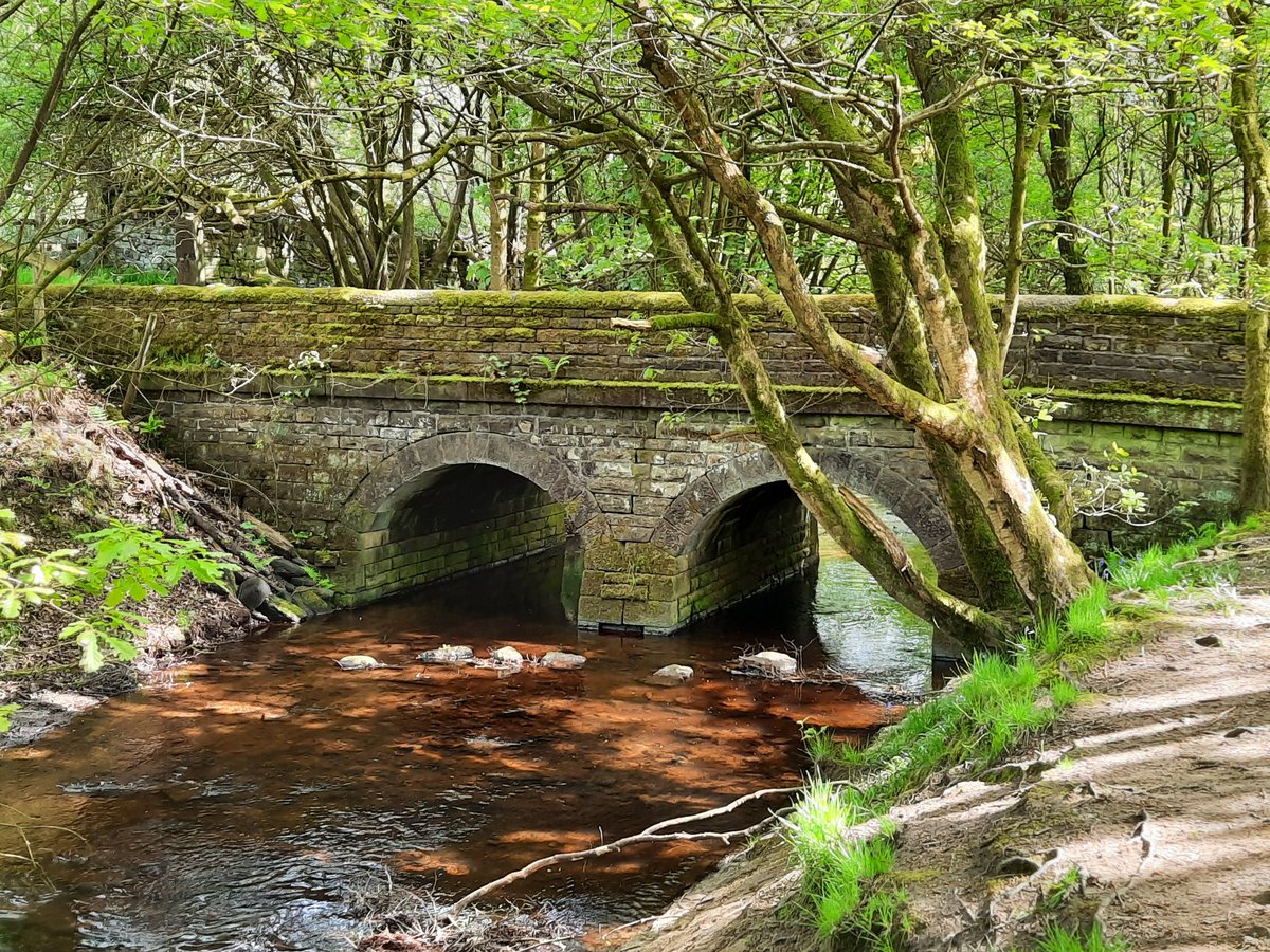 Wednesday Woodland Walk💚
        🌳🌾🚶‍♀️🚶‍♂️🌲🪻🧑‍🦽🚶🦋🌳