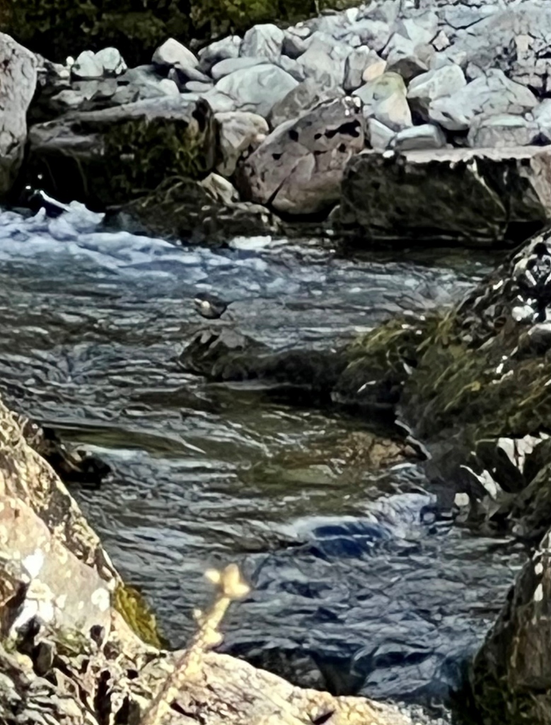 Wow! look closely and you will see one of the first Dipper chicks known to have been fledged on the River Liza. Our Ornithologist Peter Ullrich says having them breeding indicates that the water quality and available invertebrate food are really good.  #naturerecovery