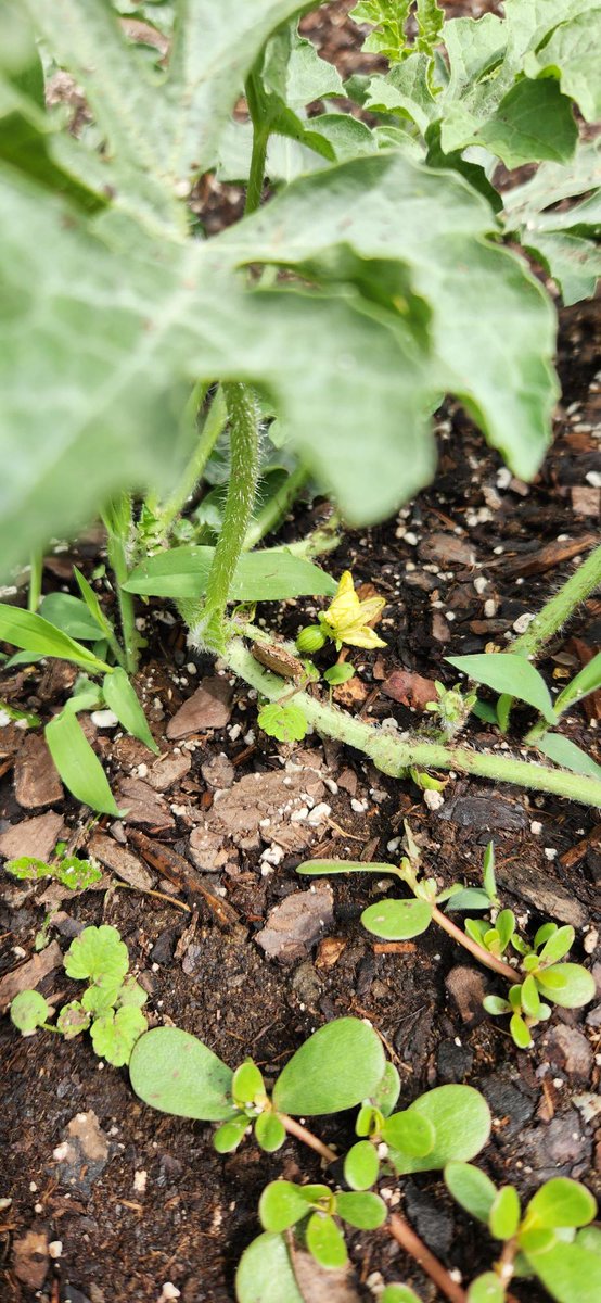 River Terrace Education Campus tweet media