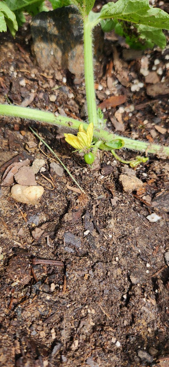 River Terrace Education Campus tweet media