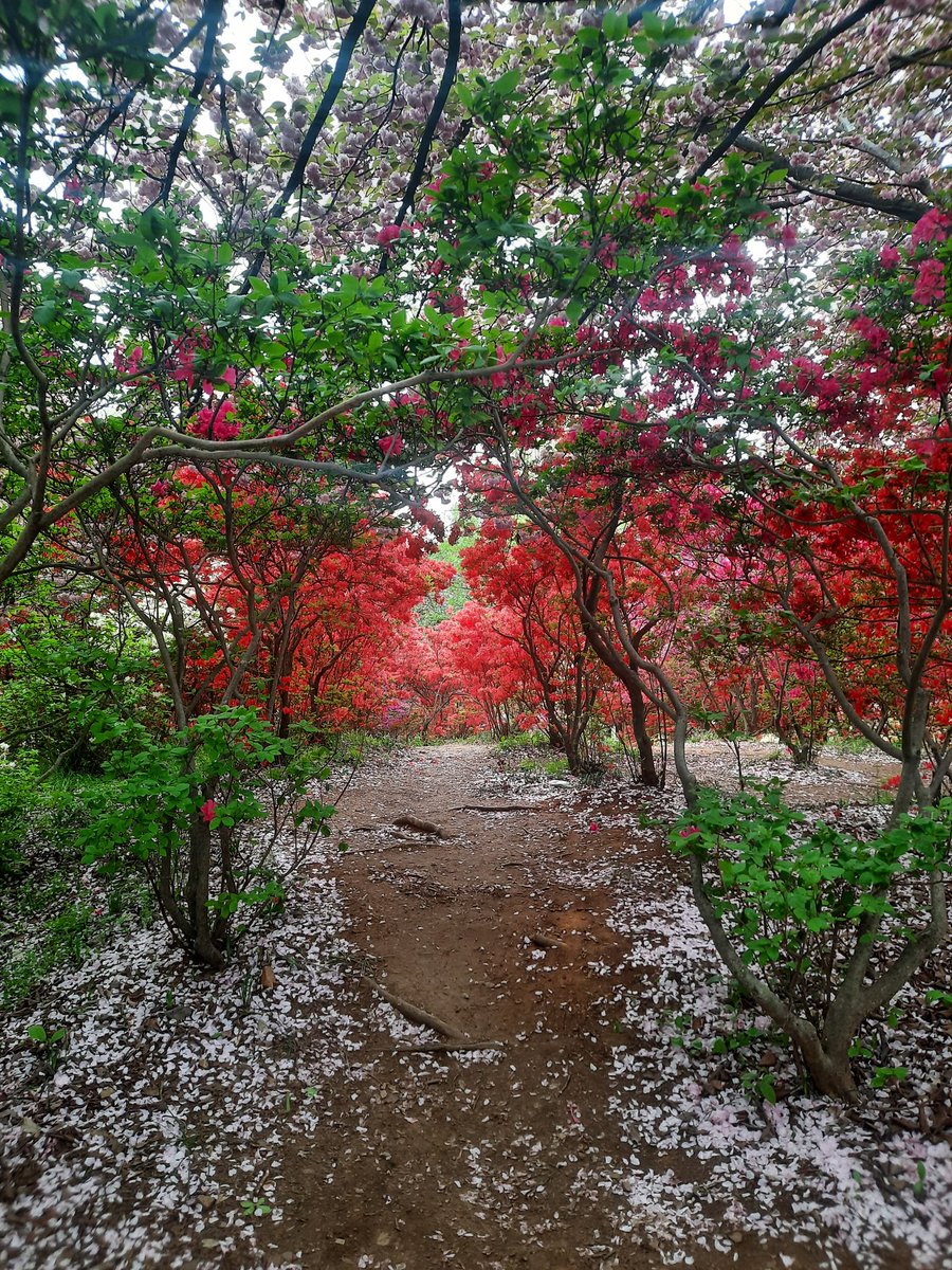 🇰🇷 la Corée du Sud, voyage de 10 jours résumé en 4 photos (et c'est pas facile)