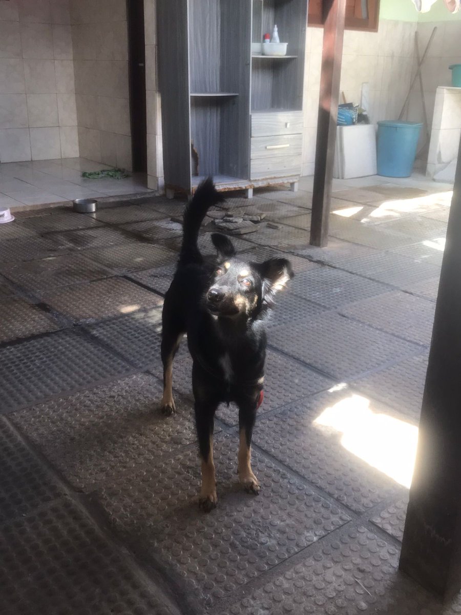 Viniloss1's tweet photo. Parem de imediato o que vocês estão fazendo e admirem a Nina! https://t.co/1gUtZRwxYl