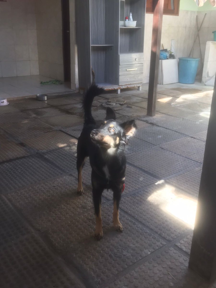 Viniloss1's tweet photo. Parem de imediato o que vocês estão fazendo e admirem a Nina! https://t.co/1gUtZRwxYl