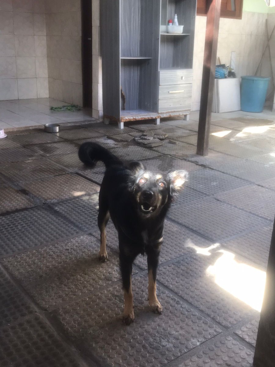 Viniloss1's tweet photo. Parem de imediato o que vocês estão fazendo e admirem a Nina! https://t.co/1gUtZRwxYl