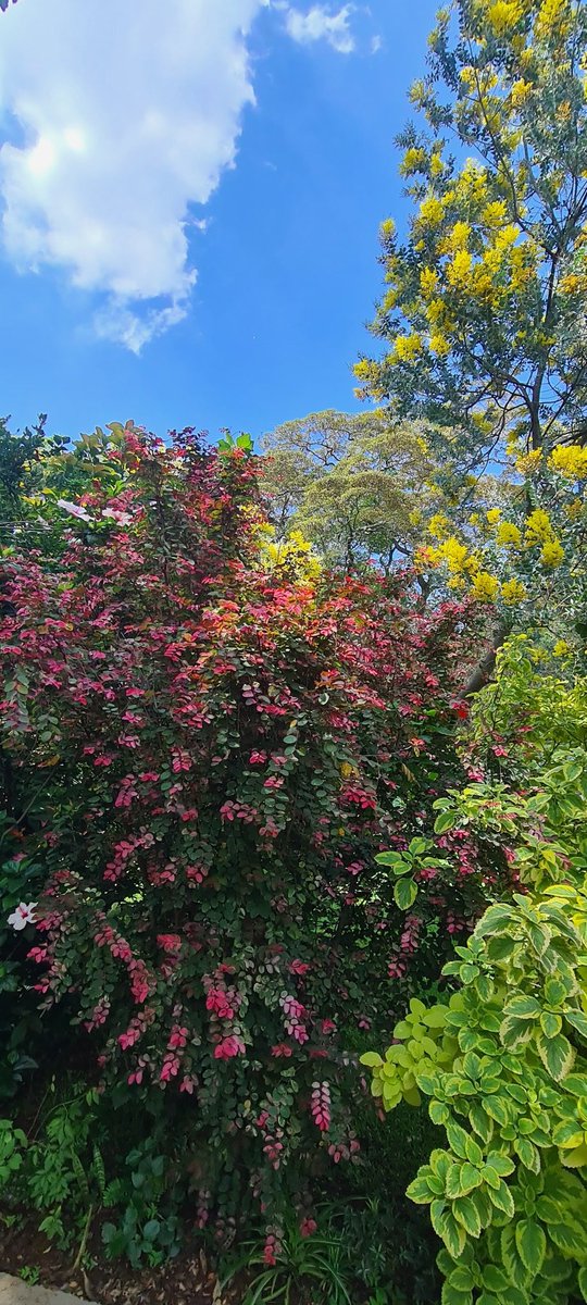 a_Irungu's tweet photo. My bushy garden. It takes a force to get me to prune.
I love the bushes.
#landscaping
#interiordesignes
#gardening
#homedecor https://t.co/HAhGFSILs0