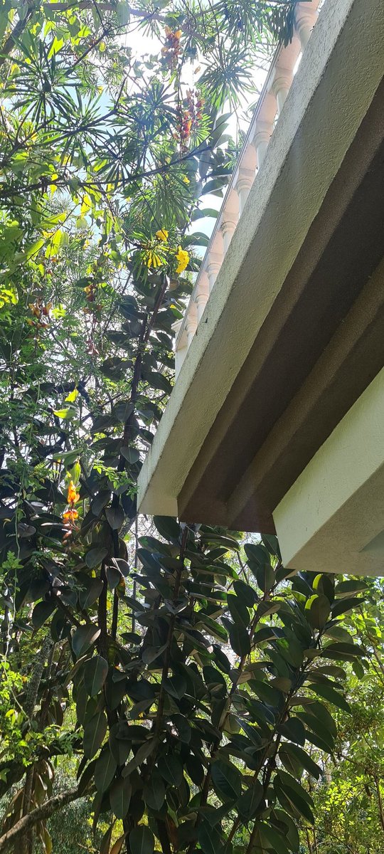a_Irungu's tweet photo. My bushy garden. It takes a force to get me to prune.
I love the bushes.
#landscaping
#interiordesignes
#gardening
#homedecor https://t.co/HAhGFSILs0
