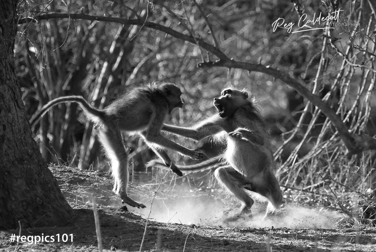 Baboons clashing over territory 
•
•
#regpics101 #regphotos #regcaldecott #regcaldecottphoto #regcaldecottphotography
•
•
#baboons #wildlifephoto #wildlifelovers #wildlifeperfection #wildlifeart #wildlifephotography
•
•
©️ 𝗔𝗹𝗹 𝗿𝗶𝗴𝗵𝘁𝘀 𝗿𝗲𝘀𝗲𝗿𝘃𝗲𝗱