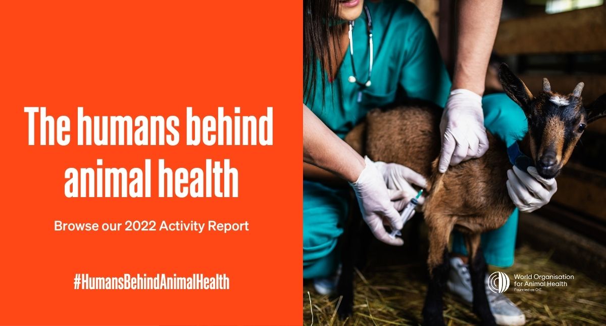 WOAH's tweet photo. Animal health is #EveryonesHealth.
In 2022, we pursued our mission to help empower the veterinary workforce, for everyone’s benefit.
💻 Browse our 2022 Activity Report here: https://t.co/n2rnN0Q6ti
#HumansBehindAnimalHealth #WOAHGS https://t.co/HwTZGPHvzQ