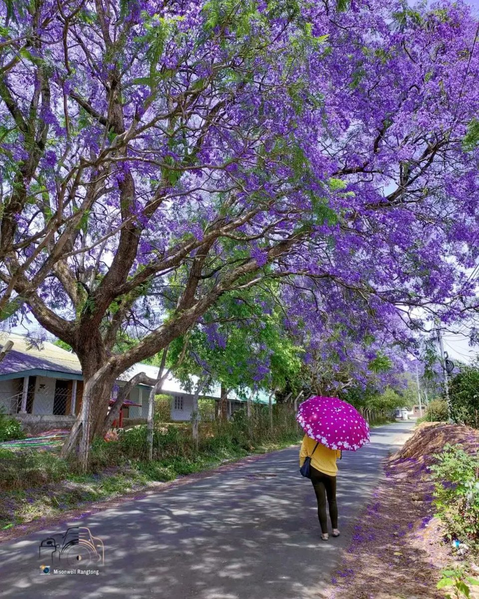 finderbridge's tweet photo. The Jacarandas are at their best right now in Shillong, Meghalaya. 😍💜
📸: Misonwell Rangtong 

@meghtourism @incredibleindia @mesmerisingmegh @PIBTour #IncredibleIndia #Meghalaya #travelphotography #Flowers #traveling #NorthEast #India https://t.co/40tKqQkcLI