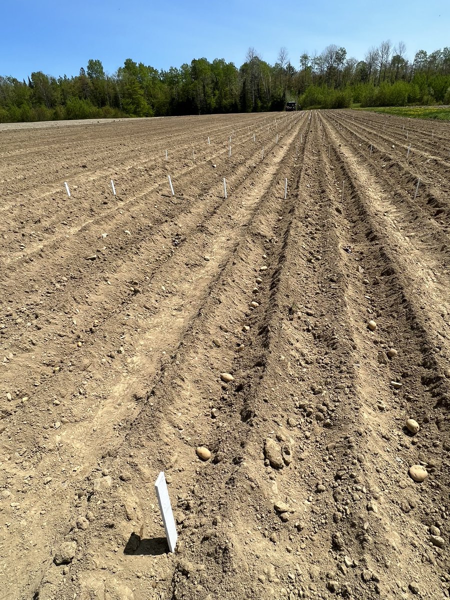 haploidgenomics's tweet photo. Finished planting our 2023 primary dihaploid yield trials, thanks the wonderful crew from our lab and the USDA-ARS 🥔🥔🥔 @SCRI2xPotato @USDA_ARS @MainePotatoes — we stopped for the view of Katahdin on our way to trial field 🙌🏽 https://t.co/HLHo3e4wgx