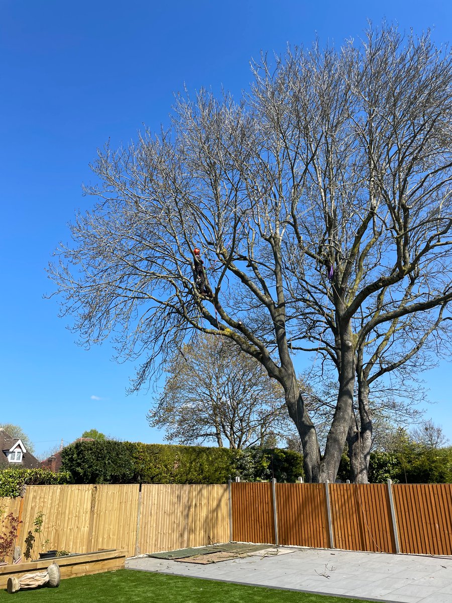 A big TPO Ash tree prune back a couple of weeks back.
See more at arb-aid.co.uk
#treesurgeon #arborist #trees #landscape #coventry #warwickshire