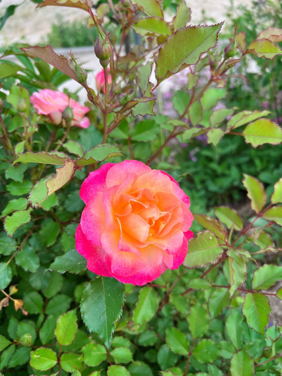 어째 살구톤이 많은 오늘의 장미. 로코코, 더 락 어센딩, 앰버 썬, 랜드러스트