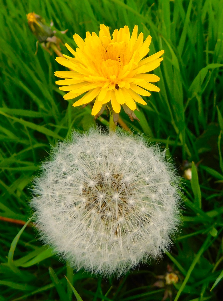 The Teeth of a Lion .. Dandelion .. Dents de Lion #wildflowerhour #Castletown #Scotland #BeautyInSmallThings