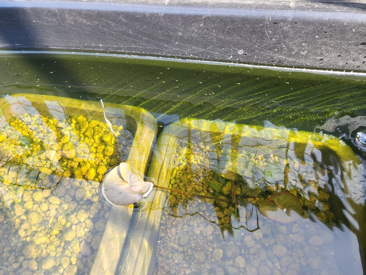 五色タイプR去年にトリオまで減らした。120のタライにプランターをい浮かべて入れて、その中に親魚を入れて卵の付いた産卵床をタライに移動してたら。
針子が無茶孵化しまくりです。
また、増すぎてしまいそうな予感がする。