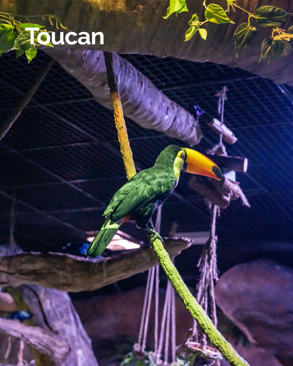 Did you know Toucans spend more time hopping than flying? Hop along to The National Aquarium Abu Dhabi and watch them in action! #TheNationalAquariumAbuDhabi #NationalAquarium #NaturalTreasures #AbuDhabiAquarium #WildLife #InAbuDhabi #VisitAbudhabi #AlQana