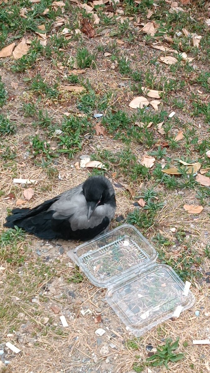 Konak Borsa Sarayı karşısı Gazi Bulv. İle Cumhuriyet Bulv. Kesişimndeki Marriott otel karşısnda yere düşmüş şeklde duran karga için yardımlarınzı beklemekteyz. 02323695055- 02323698006 numaralar aranmş olup yetkiliye ulaşılamamştır. Etrafta çokça martı ve kedi tehlike arz etmekte