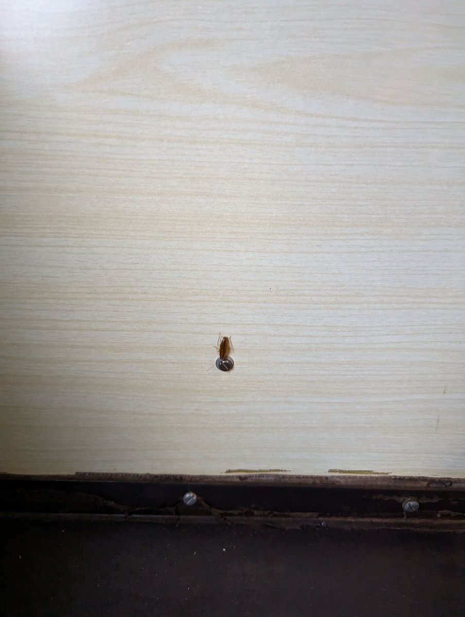 memakarand's tweet photo. There are lots of cockroaches in the B1 coach of 12732 train. Tried calling 139 but no response. No cleaner present in the train as well. Who can help? @IRCTCofficial @RailMinIndia @Central_Railway https://t.co/Vgp1BQgyxC