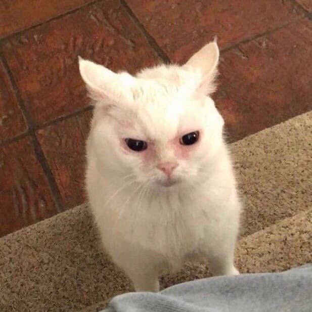 Cats being cute tweet media