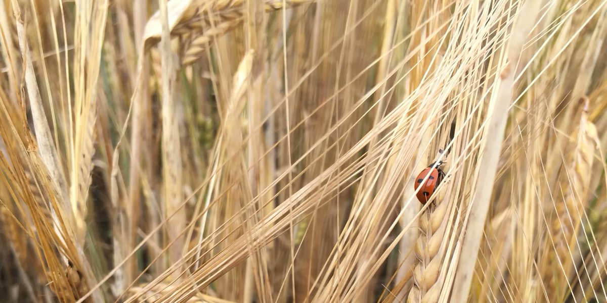 Researchers at SRUC are teaming up with colleagues at @ConsultingSAC to deliver three on-farm events (29 May, 8 June and 13 June) across the country to help identify key challenges and create solutions that work to build resilient farms. Find out more at bit.ly/422Thbq