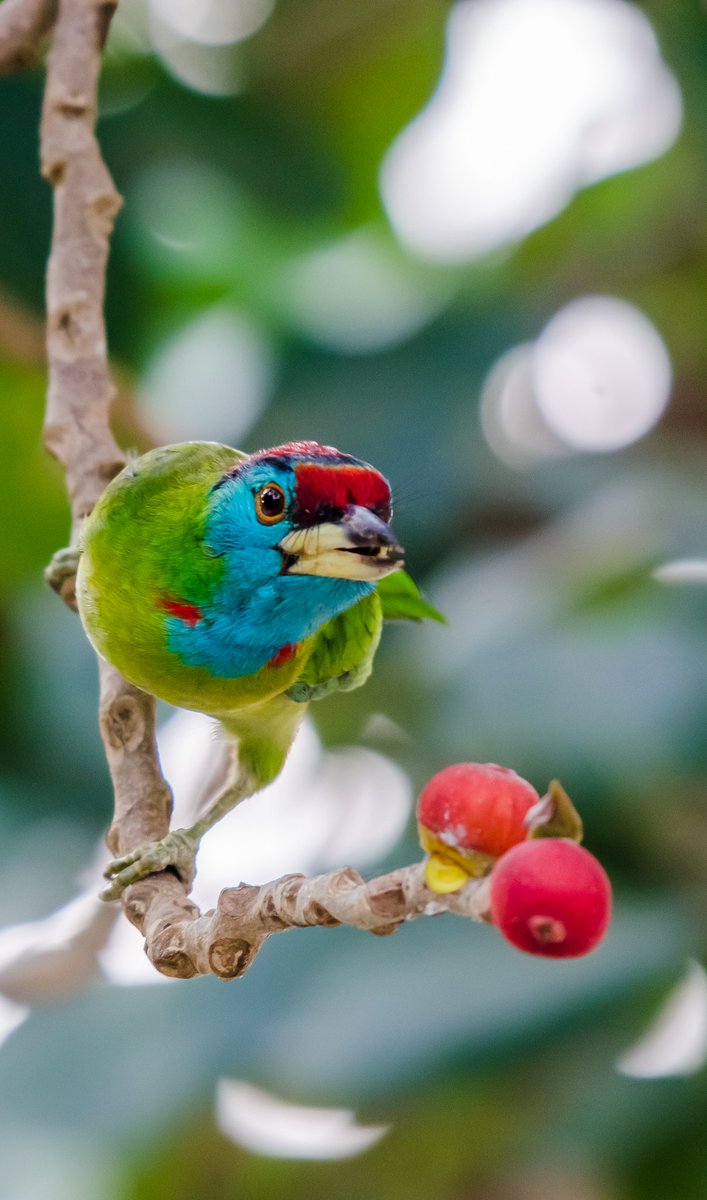 A commoner, Blue throated Barbet

#wildbird #backyardbirding #indiAves #natureinfocus