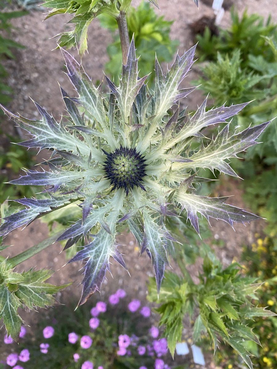 Norwell Nurseries on Twitter "The first flower on one of our Eryngium