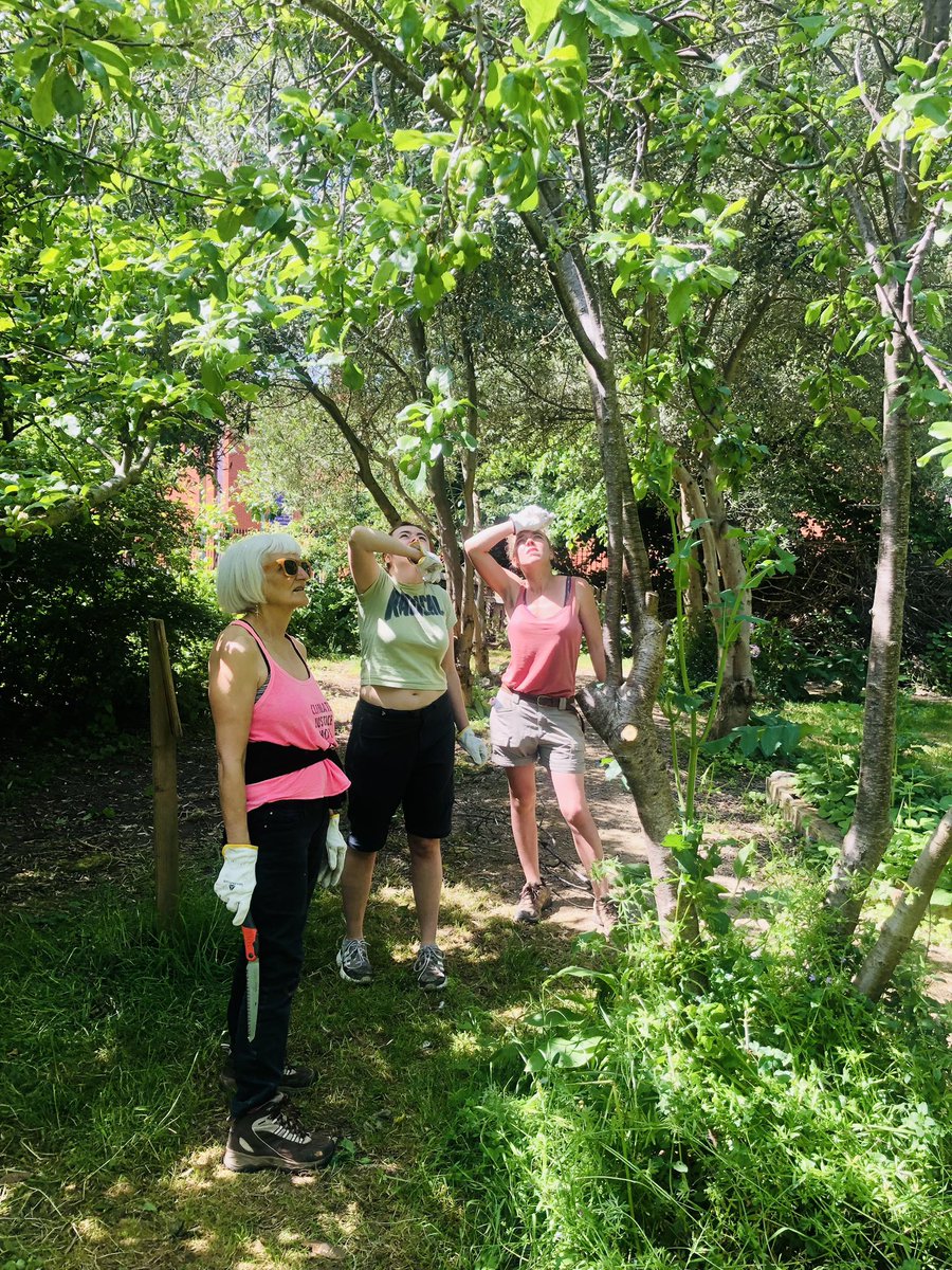 Gorgeous #weather for pruning stone #fruit #trees - which is exactly what we are all learning to do with the @forestofavon at the @TrinityBristol. Everyone is learning so they can better care for the cities #urbanforest.

🍒🌳

#volunteering #CommunityEngagement 
#communitygarden