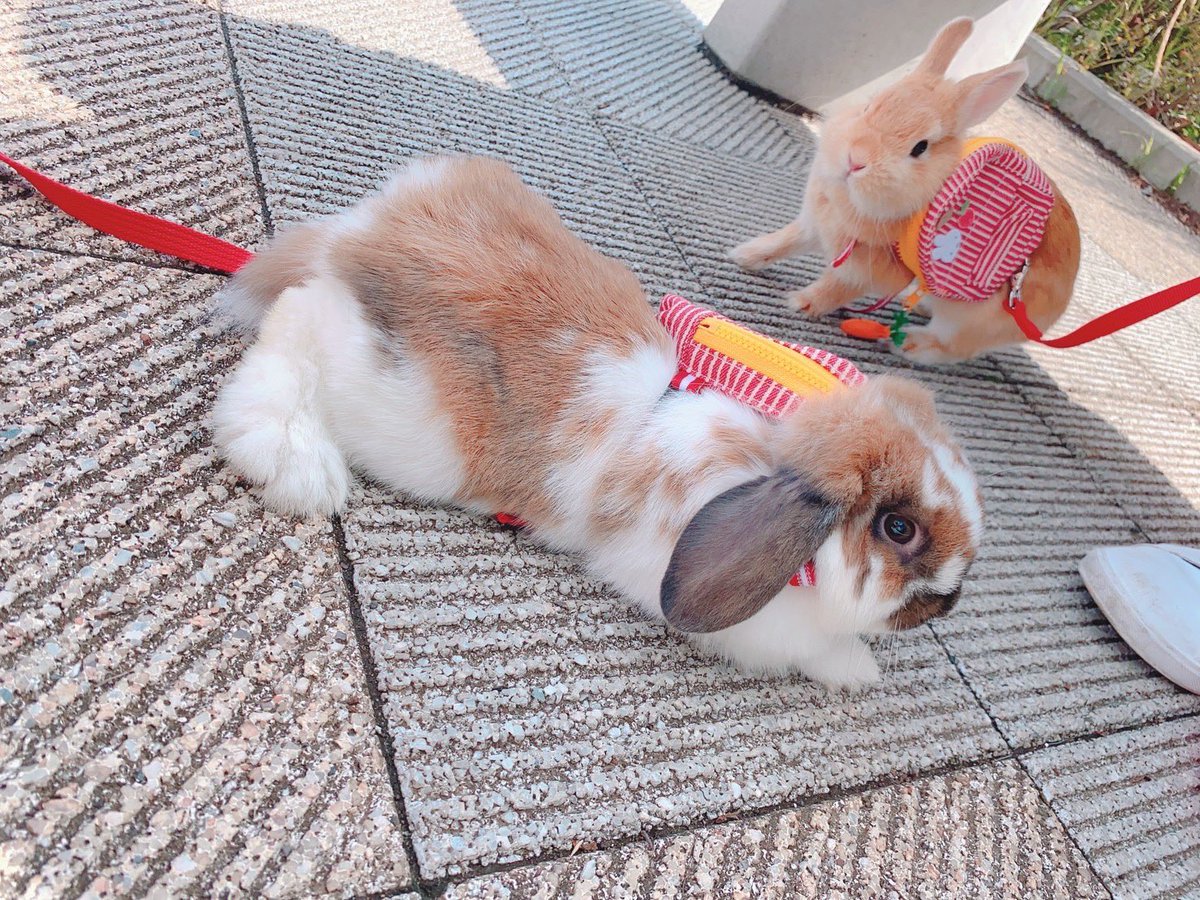 Singing0714's tweet photo. うさんぽしてきた！ https://t.co/CMNlk4PAAT