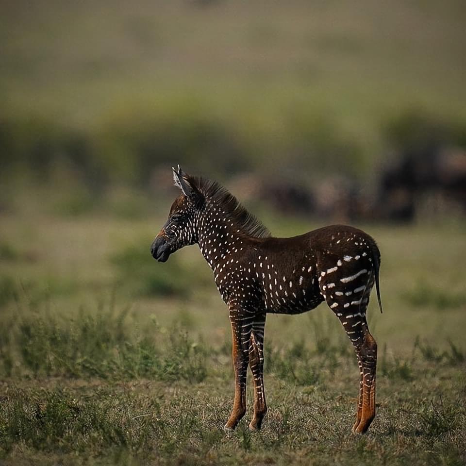 Just had to share #wednesdaythought The rarest zebra in the world, Tira Photographed in the Masai Mara, Kenya A true #NatureBeauty To read the story: bit.ly/3vemrGL