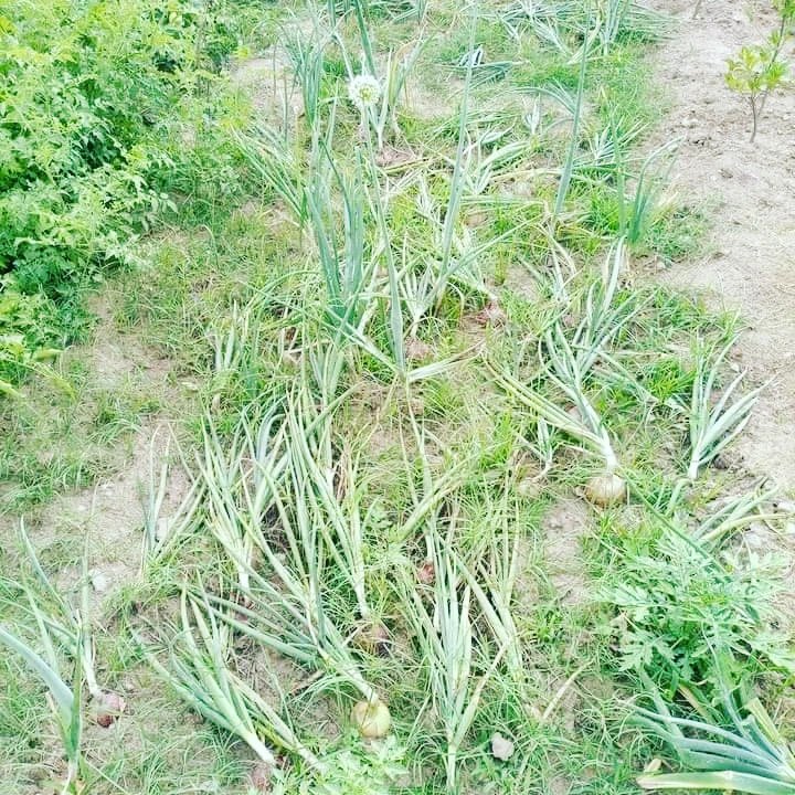 Plantarts4's tweet photo. #Home kitchen Gardening 
03186754843
ڈلیوری آل پاکستان 
مناسب ریٹ!!! https://t.co/I9LoVKysQr