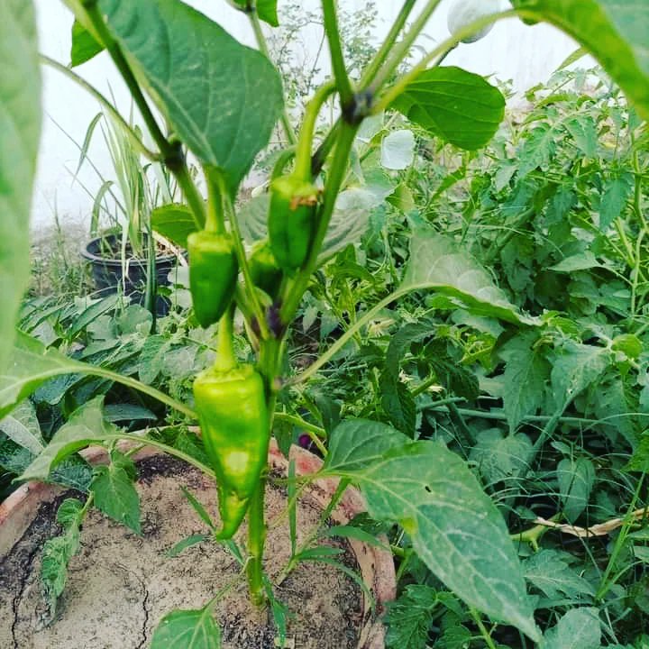 Plantarts4's tweet photo. #Home kitchen Gardening 
03186754843
ڈلیوری آل پاکستان 
مناسب ریٹ!!! https://t.co/I9LoVKysQr