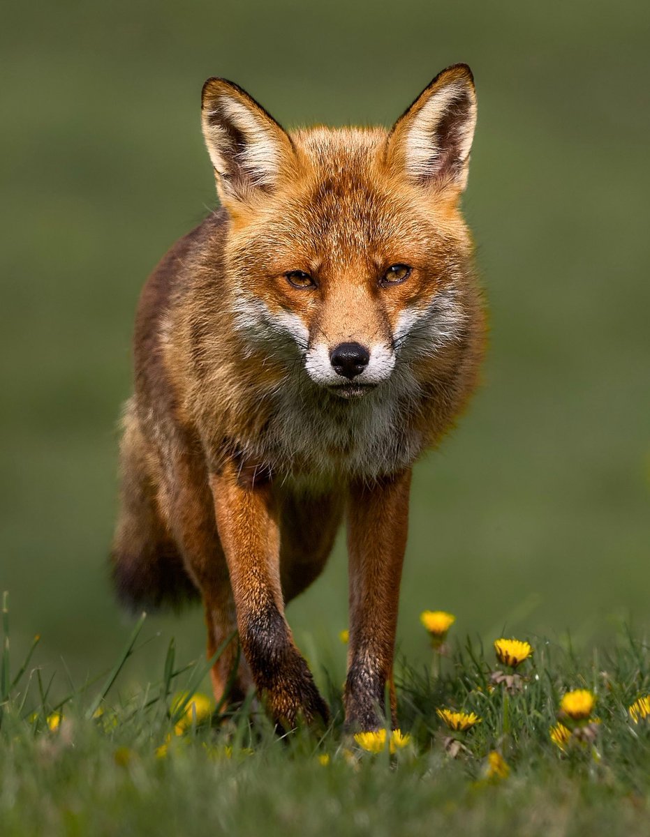 Oh yes . #FoxOfTheDay from <a href="/mickryanphoto/">Mick Ryan</a>