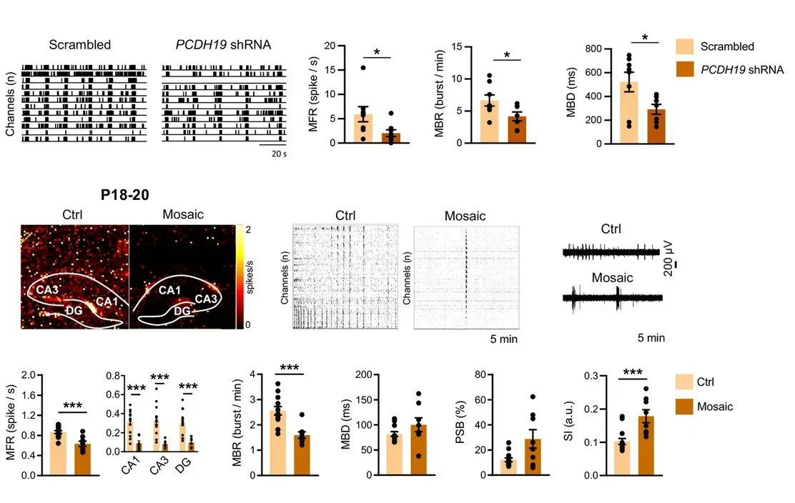 3Brain's tweet photo. Giasante et al. found PCDH19-negative hyperexcitable neurons and global reduction in #network activity, offering new insights into this complex #neurodevelopmental disorder.
Aided by 3Brainโs high-resolution #biointerface technology!
Check out:
https://t.co/rfSB6GOkoN https://t.co/XXkHk5iFYc