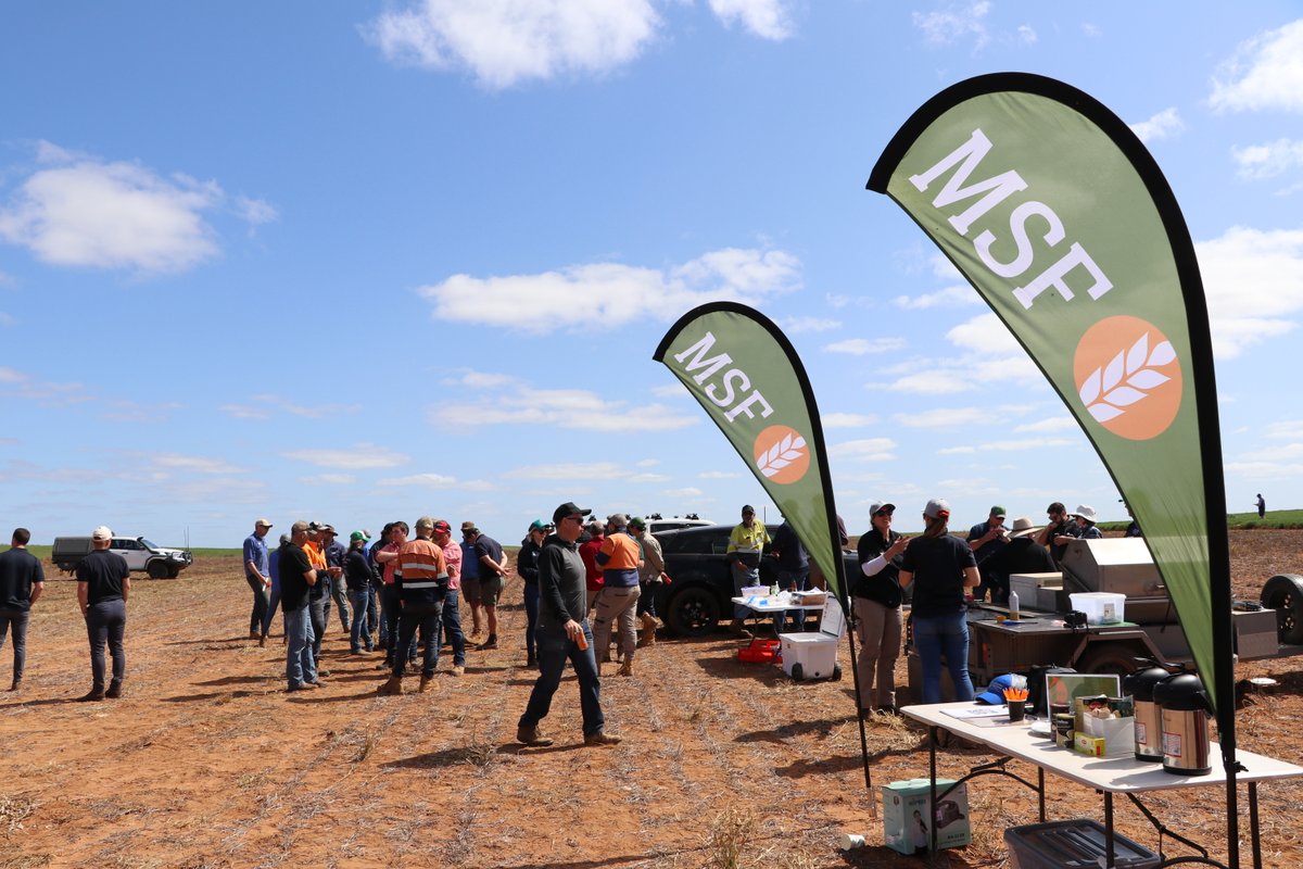 MsfMallee's tweet image. Get ready for an update on pulse agronomy, soil amelioration &amp;amp; long coleoptile trials from the SA Mallee region ✨ #MSFprojects Thanks to @MRLandscapeSA and @NationalLandcare loom.ly/gs17A6o