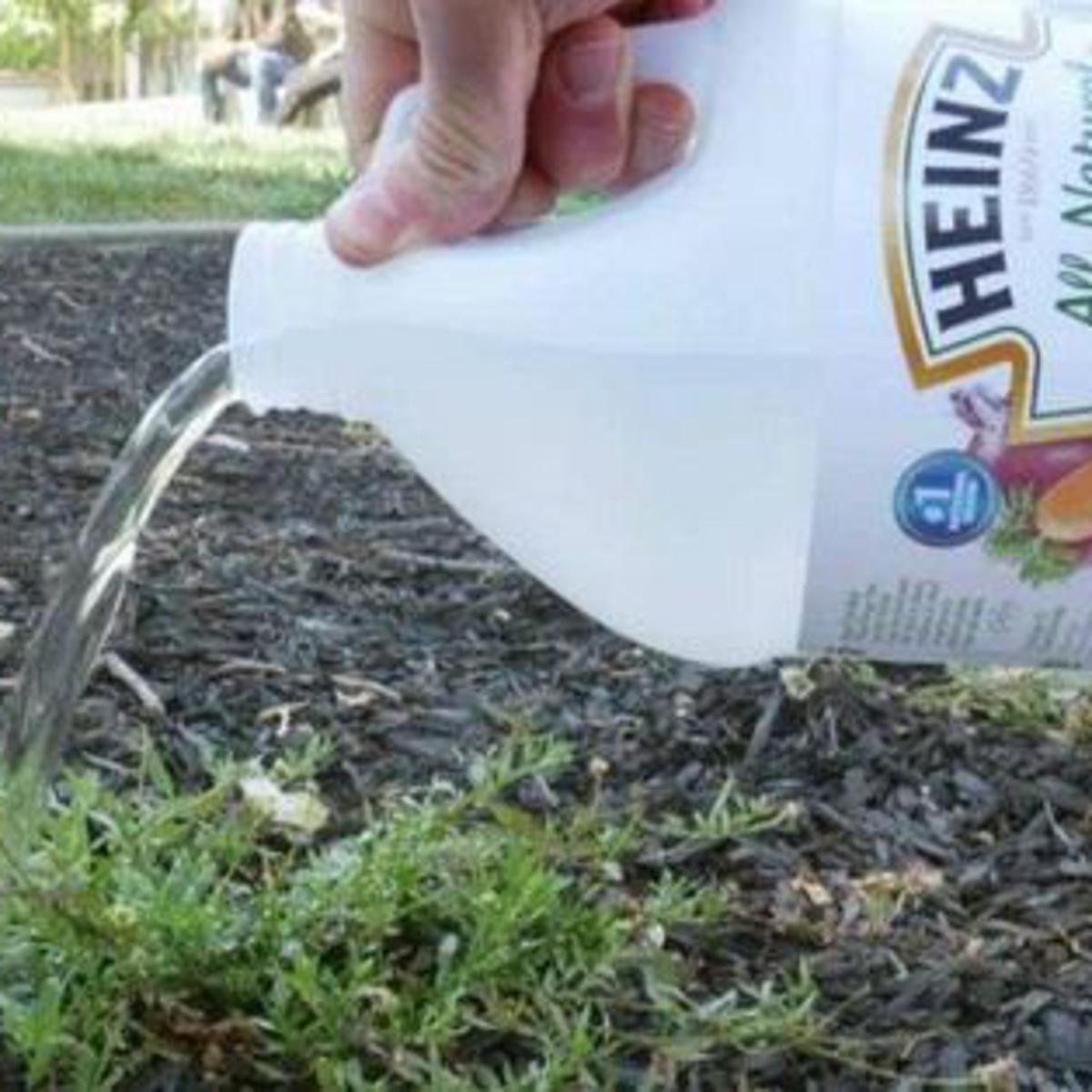 weekly_herald's tweet photo. Always have vinegar on hand for housekeeping. Not only is white vinegar an all-natural way to clean almost every area of your home, but an entire gallon of the stuff will also last you months, and only set you back about 3 bucks.