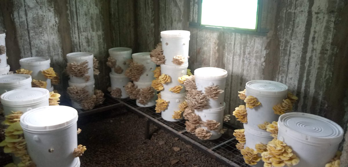 ChiamFosc's tweet photo. Look, the first batch of oyster mushrooms at the pilot mushroom growing house @DeKUTkenya are ready to harvest! They were grown by using agricultural by-products including chia stems! #chia #oystermushroom #climatesmart https://t.co/GNbqkdoT0H