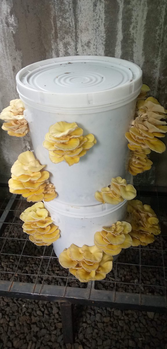 ChiamFosc's tweet photo. Look, the first batch of oyster mushrooms at the pilot mushroom growing house @DeKUTkenya are ready to harvest! They were grown by using agricultural by-products including chia stems! #chia #oystermushroom #climatesmart https://t.co/GNbqkdoT0H