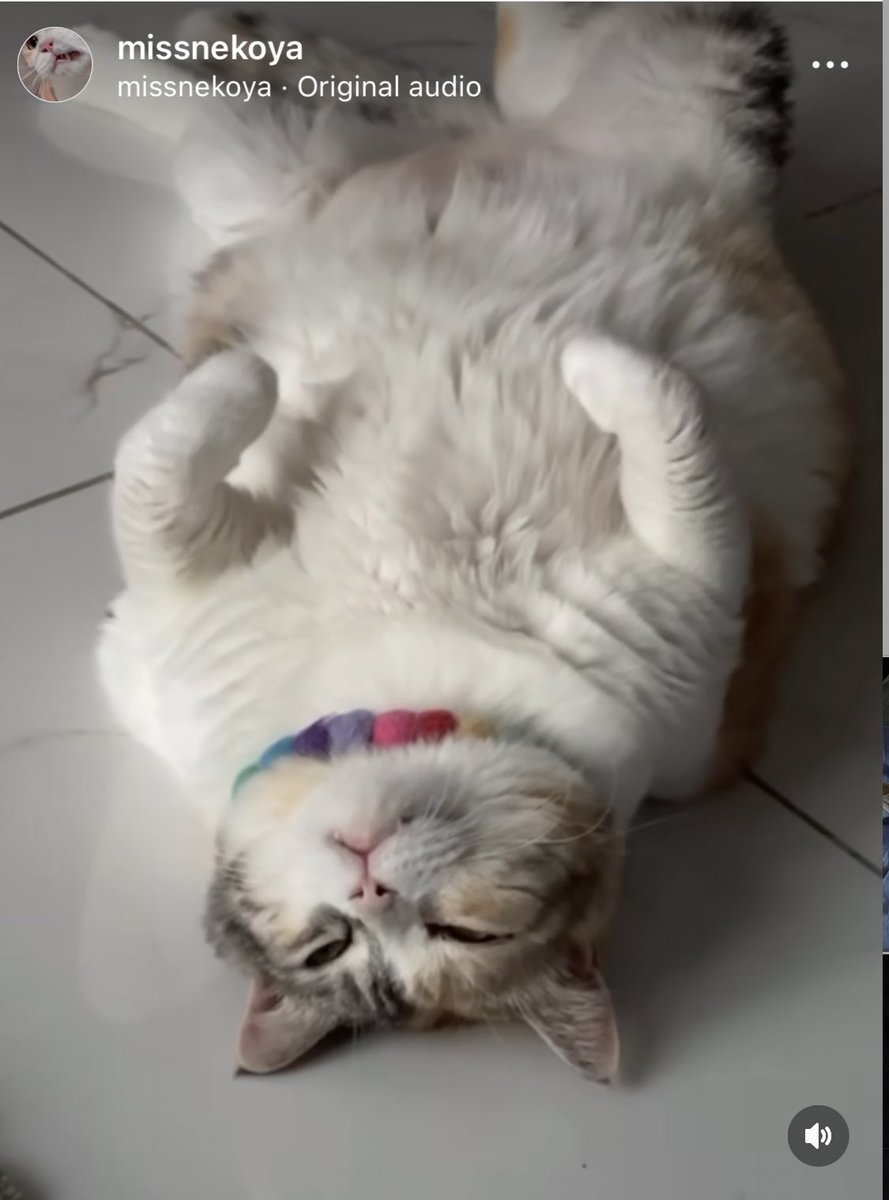 Ottarwaan's tweet photo. เคเลย มุมนี้ทำให้ดูอ้วน วันหลังแม่ๆถ่ายรูปเลือกมุมด้วยนะ
#MissNekoya #KirakiraCGM48 #Catidol https://t.co/D9It12zzjl