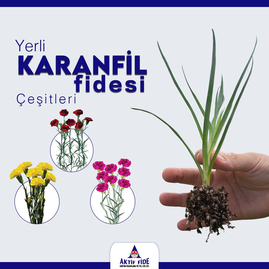 Yerli karanfil fidelerimiz 🌱

#aktiffide #fide #fideüretimi #karanfil #turkey #türkiye #karanfil #kesmeçiçek #çiçek #flowers #çiçekfidesi
