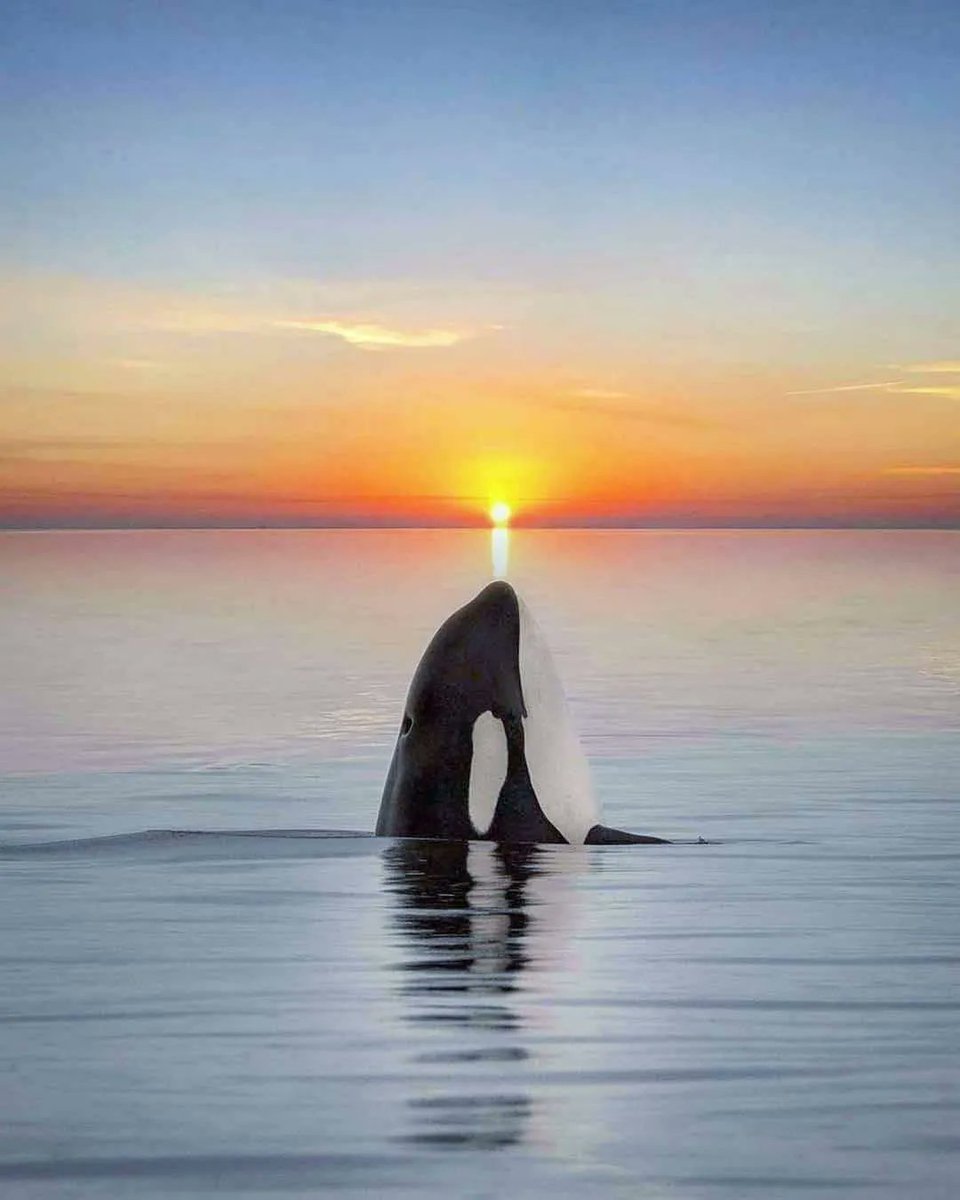 amazing_physics's tweet photo. Alaska, United States 🐋 🌅

📸 marysmark https://t.co/P6FB1TVmjf