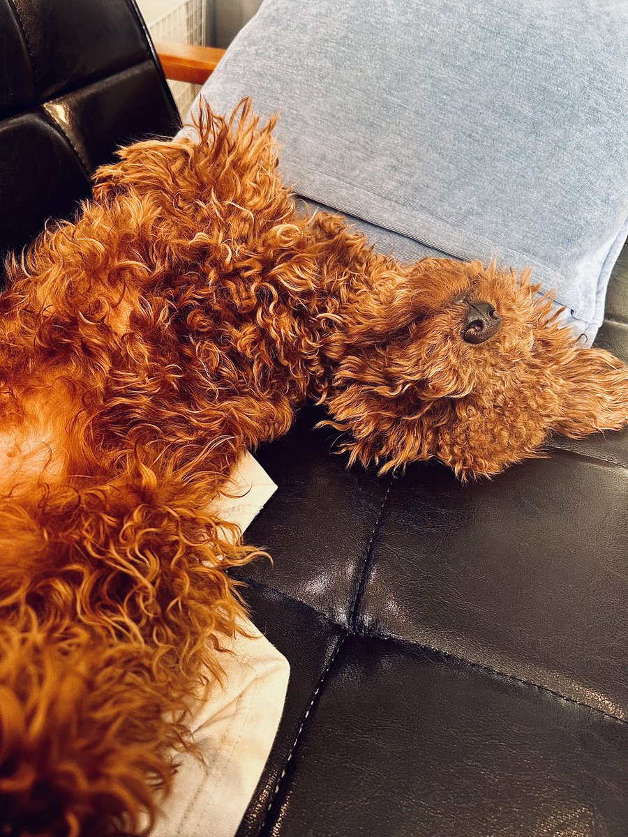 dance_gon's tweet photo. ソファーでぺろーん！
ボサボサも可愛いけど、来週はトリミングだ✂️
毛質変わって来た気がするけど、まだまだパピー毛質なのかしら。
いつから成犬の毛質になるんだろう🤔

#犬のいる暮らし 
#トイプードル https://t.co/4o7lMEgRn7