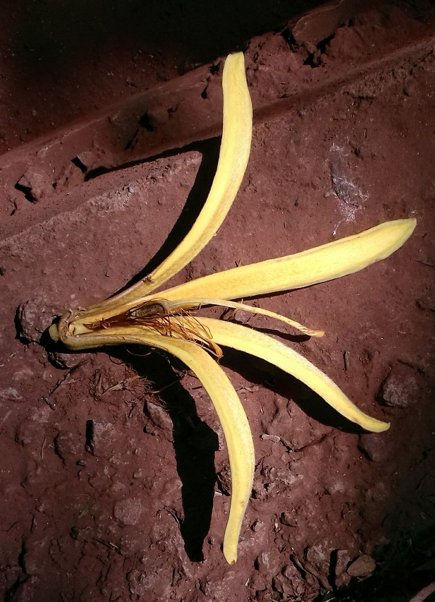 Guess which tree 😄 
Found its flower and seedpod this morning. #Pune #IndiAves #trees #NatGeo #biodiversity  #TwitterNatureCommunity #WednesdayMotivation