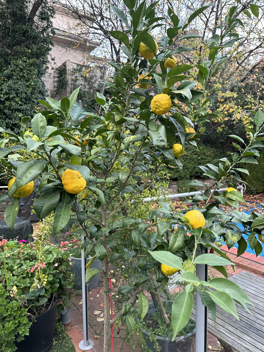 Mary-Ann Fox tweet media