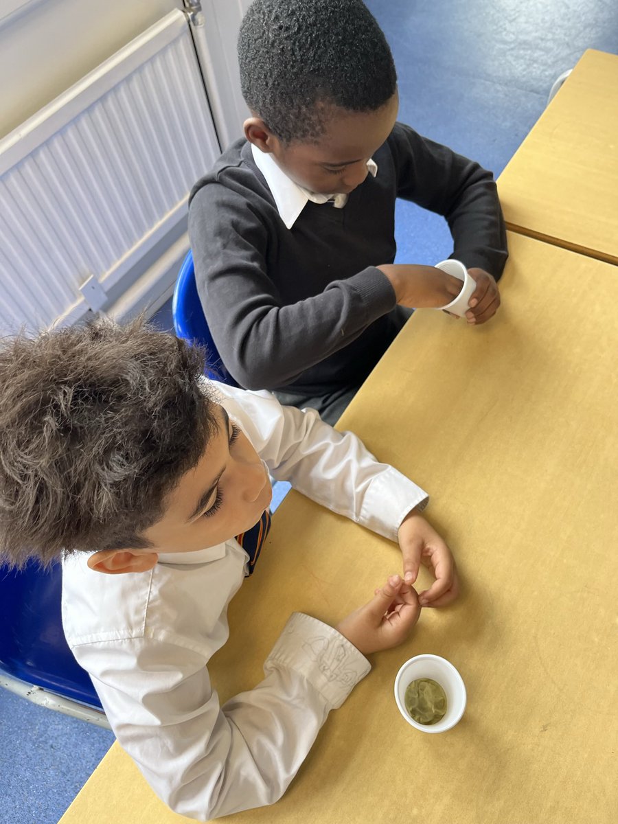 Y3SaintFrancis's tweet photo. We made fossils to help us understand the process of how they are formed. We buried bones into “sediment” and created some pressure to allow decomposition and therefore creation of a fossil! #sciencestannesgaE1 @StAnnesgaCPS https://t.co/chsB1FB0sb