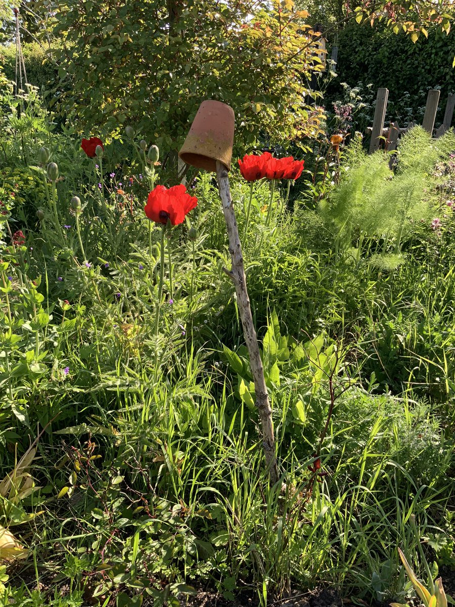 Good morning from the garden, beautiful morning.
#GardenersWorld #gardening #GardeningTwitter #poppies #shed #recycling #upcycle #garden #summer #gardenart #charityshop #thriftshop #birdsong