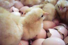 Our school is taking part in the Nore Valley School Incubator Project. The project involves an incubator and 7 eggs being delivered to school for a four to five week process. The process of the chicks hatching will take 21 days.