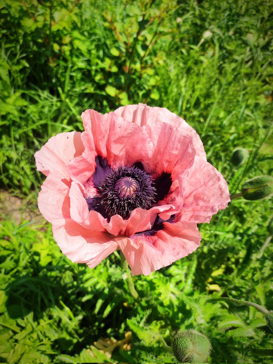 Papaver orientale or the Oriental poppy.
✅ Follow us 😉 to see our daily posts and read our valuable facts  👇 ALT
🌷#natureshots #nature_perfection #spring #landscapephotography #papaverorientale #orientalpoppy #portraitphotography #plantlife #plantlove #flowers #fleurs #virág