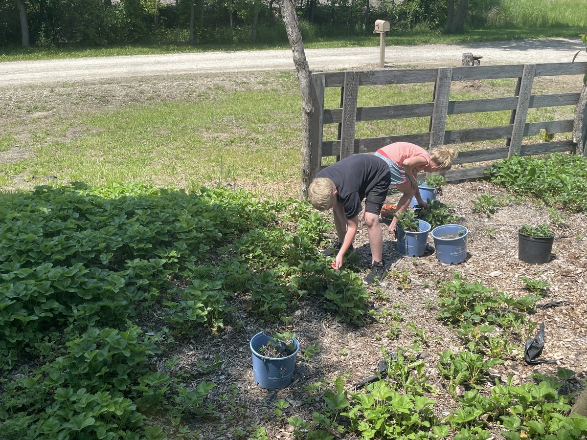 LibertarianGar's tweet photo. Strawberry 🍓 Time! Thanks to the kids… But we still have more to pick and the season just started…😳❤️ https://t.co/HEEPOBjmlI