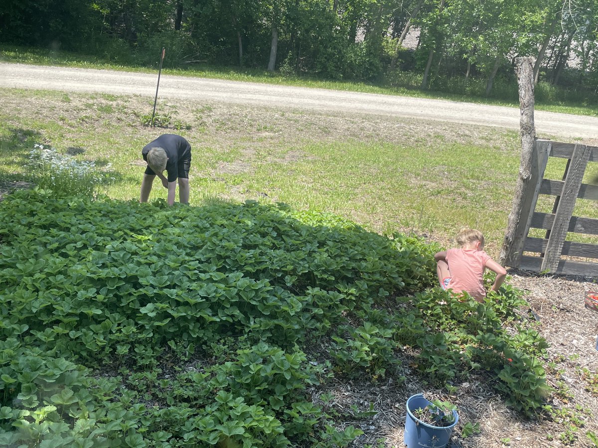 LibertarianGar's tweet photo. Strawberry 🍓 Time! Thanks to the kids… But we still have more to pick and the season just started…😳❤️ https://t.co/HEEPOBjmlI