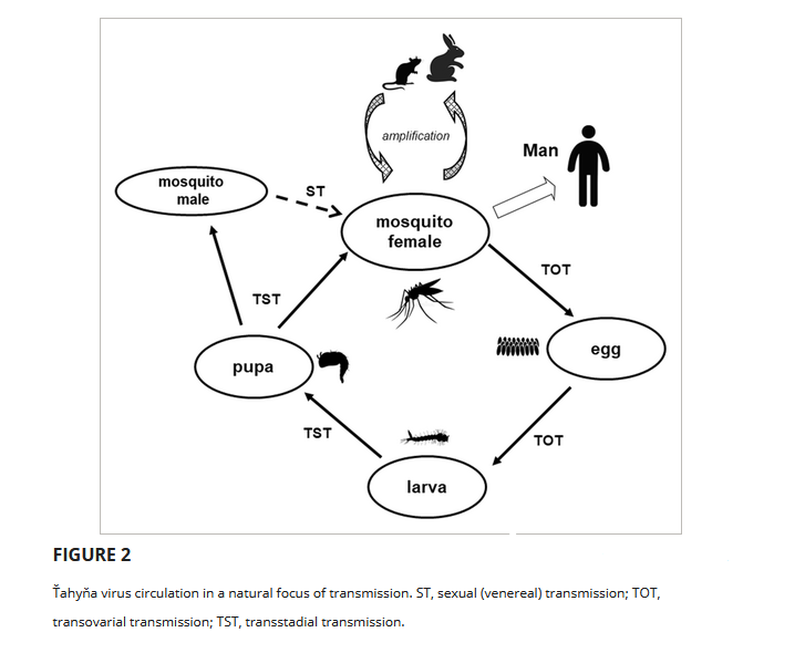 BiogentsAG's tweet photo. "Ťahyňa #virus: A widespread,but neglected #mosquitoborne virus in Europe"
❗ Summer flooding happens more often, providing new habitat for #Aedesvexans as the main #MosquitoVector
❓Little is known about basic #virological aspects of #TAHV
👉 https://t.co/TvYLYxdfja
#Tahynavirus https://t.co/xSc0VSsHpw