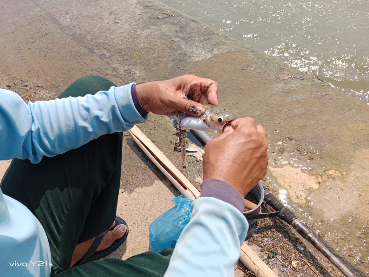 Ardian87516365's tweet image. Rabu (24-05)Ardian Prasetya Utama,A.Md.Pi, Luhkan #Jombang, Efendi, diKUB Jala Makmur ,desa Kedungmlati,kec.Kesamben, Melaporkan Tangkapan #ikanrengkik,#Pancing , jam 10-14, Sebanyak 5kg,harga jual Rp14000/kg
#luhlapor
#GiatLuhkanSatminkalBWI
@bppp_banyuwangi